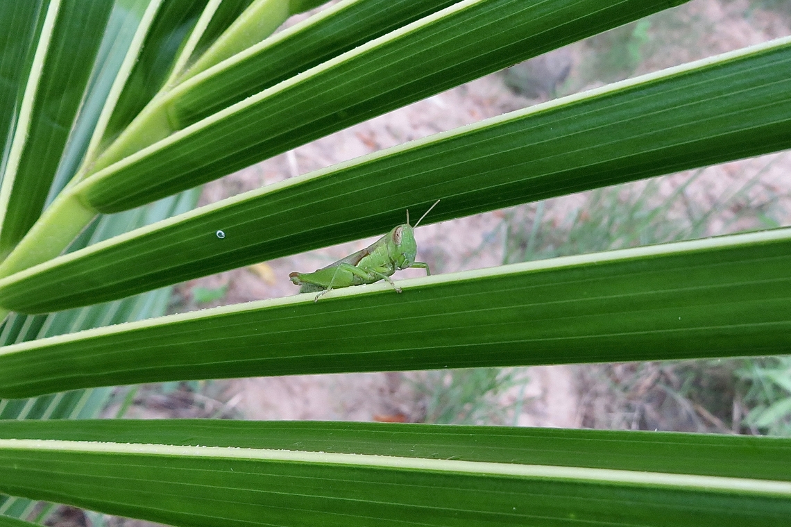 Unidentified grasshopper in its fern fronts apartment.                                 Eamw Grasshoppers,Geotagged,Spring,Vietnam