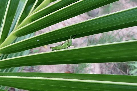 Unidentified grasshopper in its fern fronts apartment.                                 Eamw Grasshoppers,Geotagged,Spring,Vietnam