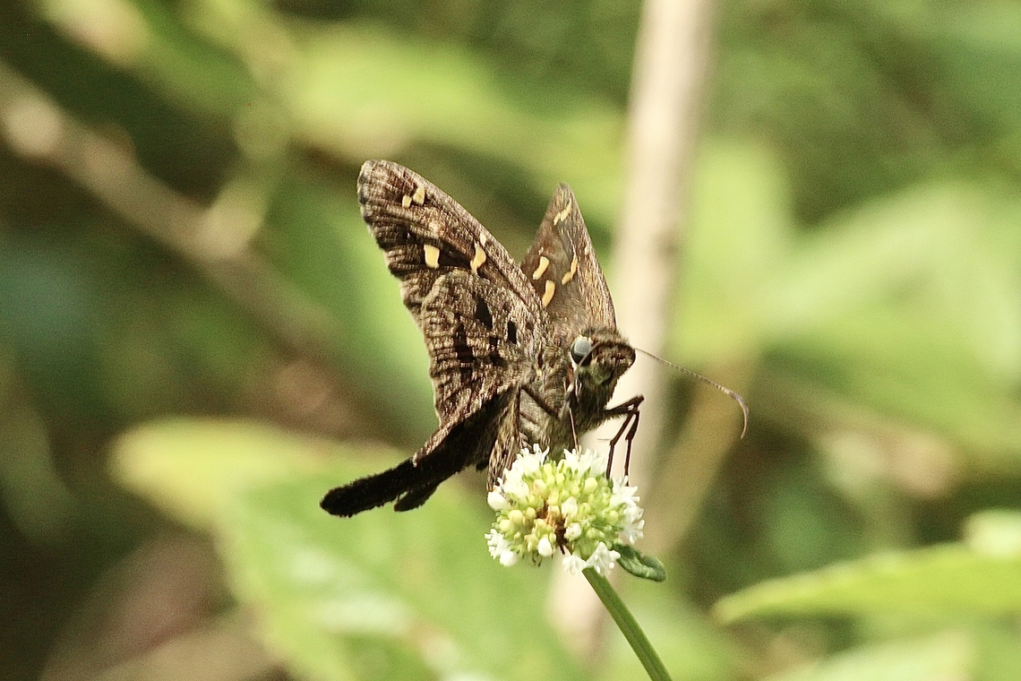 Dorantes Longtail - Thorybes dorantes  Dorantes Longtail,Eamw butterflies,Geotagged,Summer,Thorybes dorantes,United States