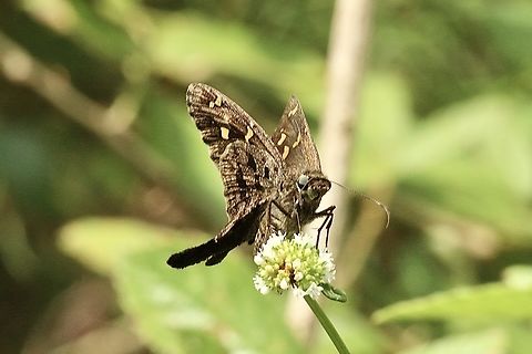 Dorantes Longtail - Thorybes dorantes  Dorantes Longtail,Eamw butterflies,Geotagged,Summer,Thorybes dorantes,United States