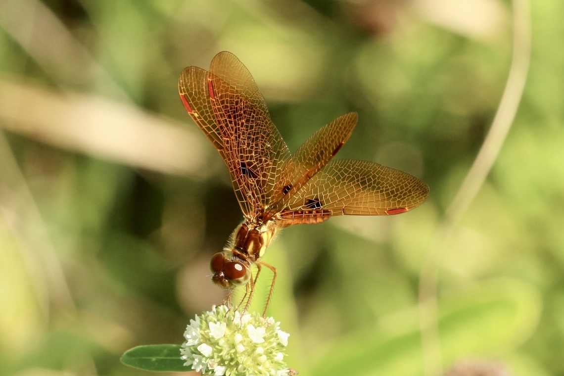 Eastern Amberwing - Perithemis tenera  Eamw dragonflies,Eastern Amberwing,Geotagged,Perithemis tenera,Summer,United States