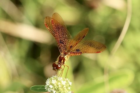 Eastern Amberwing - Perithemis tenera  Eamw dragonflies,Eastern Amberwing,Geotagged,Perithemis tenera,Summer,United States