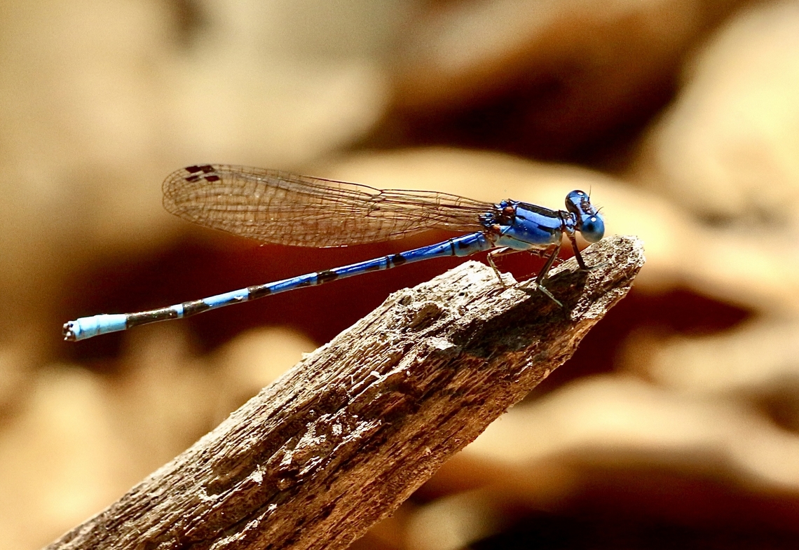 Vivid dancer - Argia vivida  Argia vivida,Eamw dragonflies,Fall,Geotagged,United States,Vivid dancer