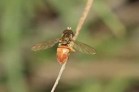 Margined Calligrapher - Toxomerus marginatus  Eamw Hoover flies,Geotagged,Margined Calligrapher,Summer,Toxomerus marginatus,United States