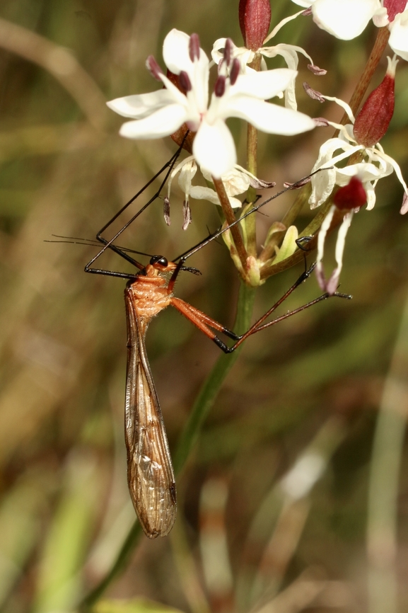 Harpobittacus australis ( a species of scorpion fly)  Australia,Cox Scrub,Eamw scorpion flies,Geotagged,Harpobittacus australis,Spring