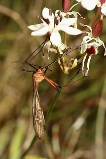 Harpobittacus australis ( a species of scorpion fly)  Australia,Cox Scrub,Eamw scorpion flies,Geotagged,Harpobittacus australis,Spring