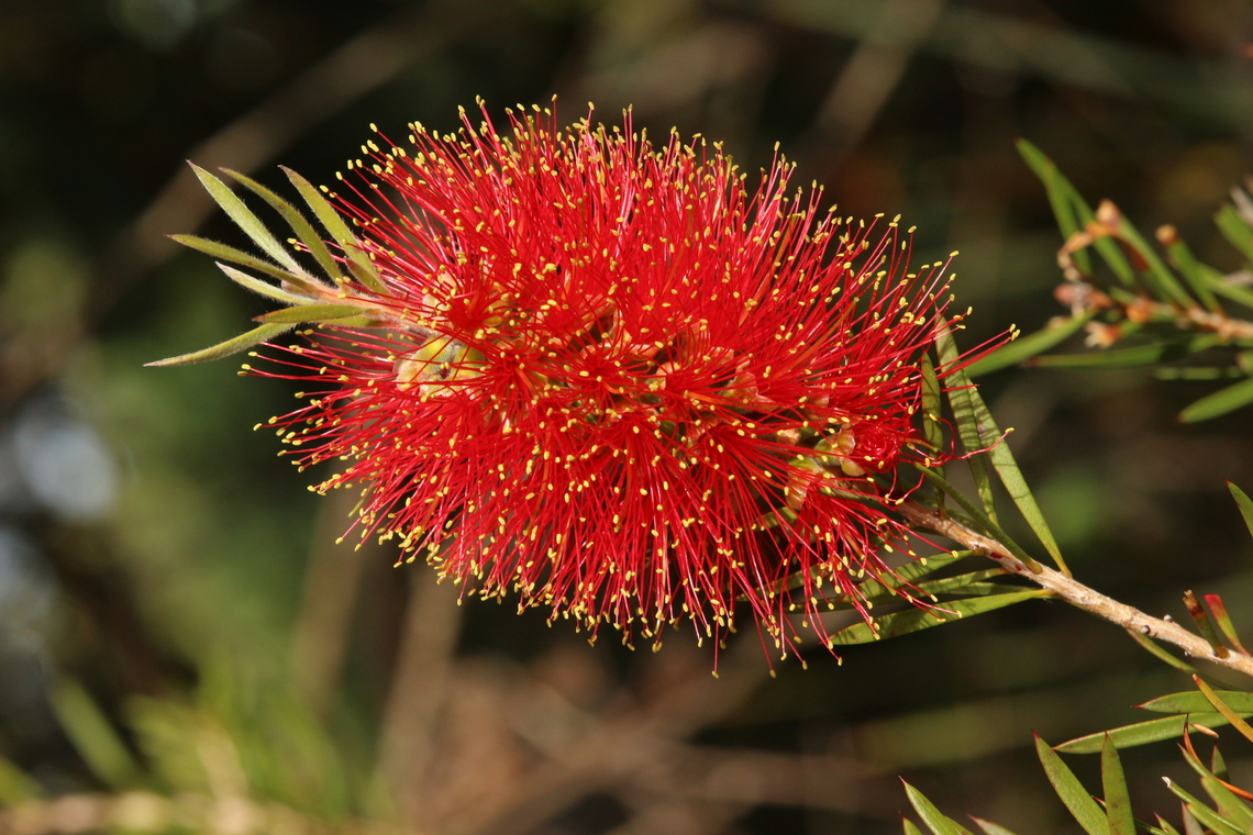 Scarlet bottlebrush - Melaleuca rugulosa  Australia,Eamw flora,Fall,Geotagged,Melaleuca rugulosa,Scarlet bottlebrush,Spring