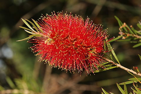 Scarlet bottlebrush - Melaleuca rugulosa Australia,Eamw flora,Fall,Geotagged,Melaleuca rugulosa,Scarlet bottlebrush,Spring