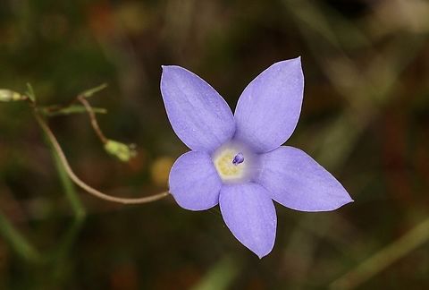 Genus - Wahlenbergia  Australia,Eamw flora,Geotagged,Spring