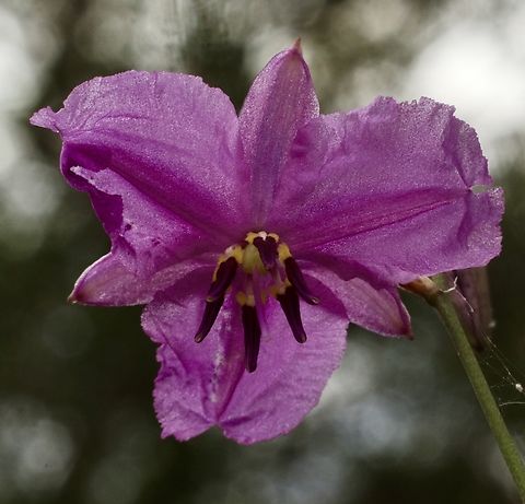 Chocolate Lily - Dichopogon strictus  Australia,Chocolate Lily,Dichopogon strictus,Geotagged,Spring,eamw flora