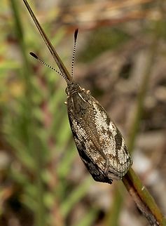 Orange-spotted sunmoth - Synemon parthenoides  Australia ew,Cox Scrub,Dec 2022,Eamw moth,SA AUST,Synemon ew,Synemon parthenoides,adult moth