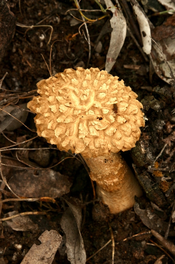 Shaggy cap - Boletellus emodensis  Australia,Boletellus emodensis,Eamw bolete,Geotagged,Shaggy Cap,Spring,eamw fungi