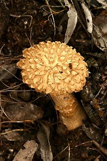 Shaggy cap - Boletellus emodensis  Australia,Boletellus emodensis,Eamw bolete,Geotagged,Shaggy Cap,Spring,eamw fungi