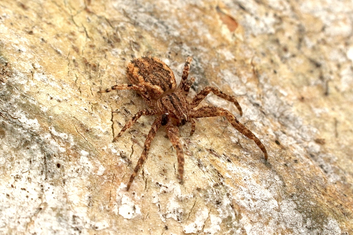 Cambridge's Crab Spider - Isala cambridgei  Australia,Cambridge's Crab Spider,Eamw spiders,Geotagged,Isala cambridgei,Spring