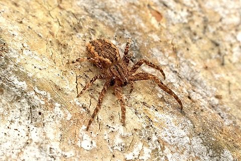 Cambridge's Crab Spider