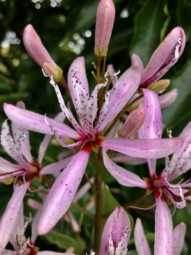 Cape chestnut flower - Calodendrum capensis I had to do a new species request as it kept on telling me that there is no wiki page. I posted a image of the fruit of Calodendrum capensis last year. Australia,Calodendrum capense,Cape chestnut,Eamw flora,Geotagged