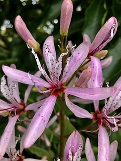 Cape chestnut flower - Calodendrum capensis I had to do a new species request as it kept on telling me that there is no wiki page. I posted a image of the fruit of Calodendrum capensis last year. Australia,Calodendrum capense,Cape chestnut,Eamw flora,Geotagged