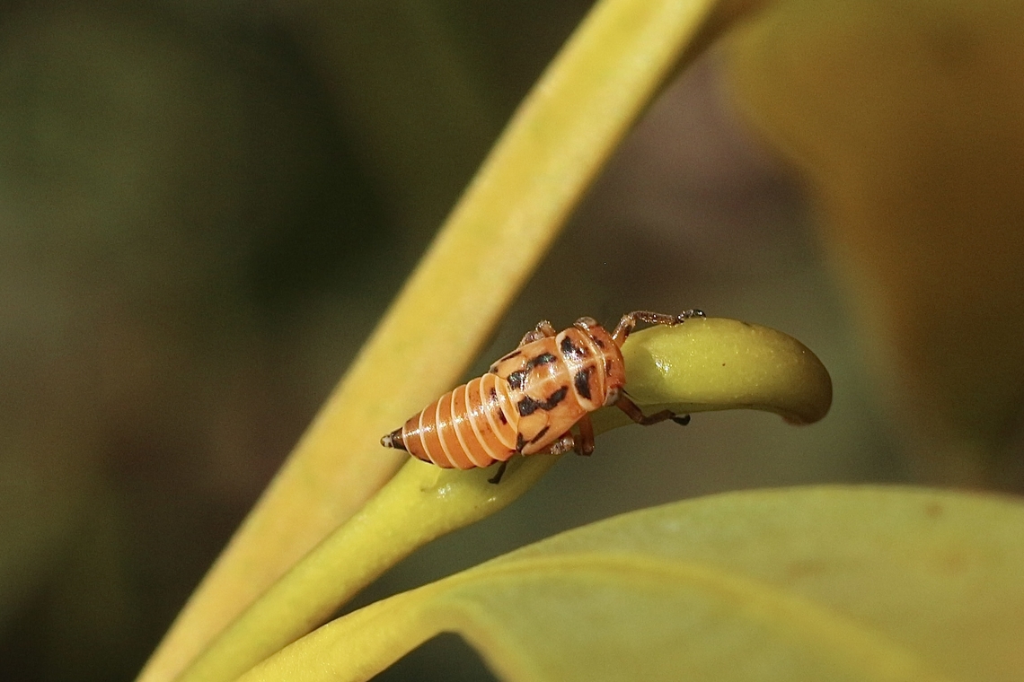 Two-lined gum-treehopper  Australia,Eamw leafhoppers,Eurymeloides marmorata,Geotagged,Marmorated eucalyptus leaf hopper,Spring,Two-lined gumtree hopper nymph - Eurymeloide bicincta Eamw leaf hoppers
