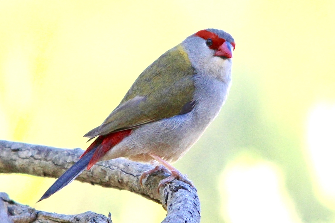 Red - browned finch - Neochmia temporalis  Australia,Birds willunga,Eamw birds,Geotagged,Neochmia temporalis,Red-browed finch,Spring