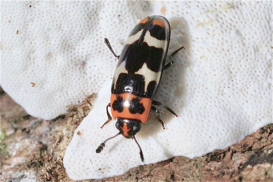 Fungus beetle - Episcaphula pictipennis  Australia,Eamw beetles,Episcaphula pictipennis,Fall,Geotagged,Illaroo NSW