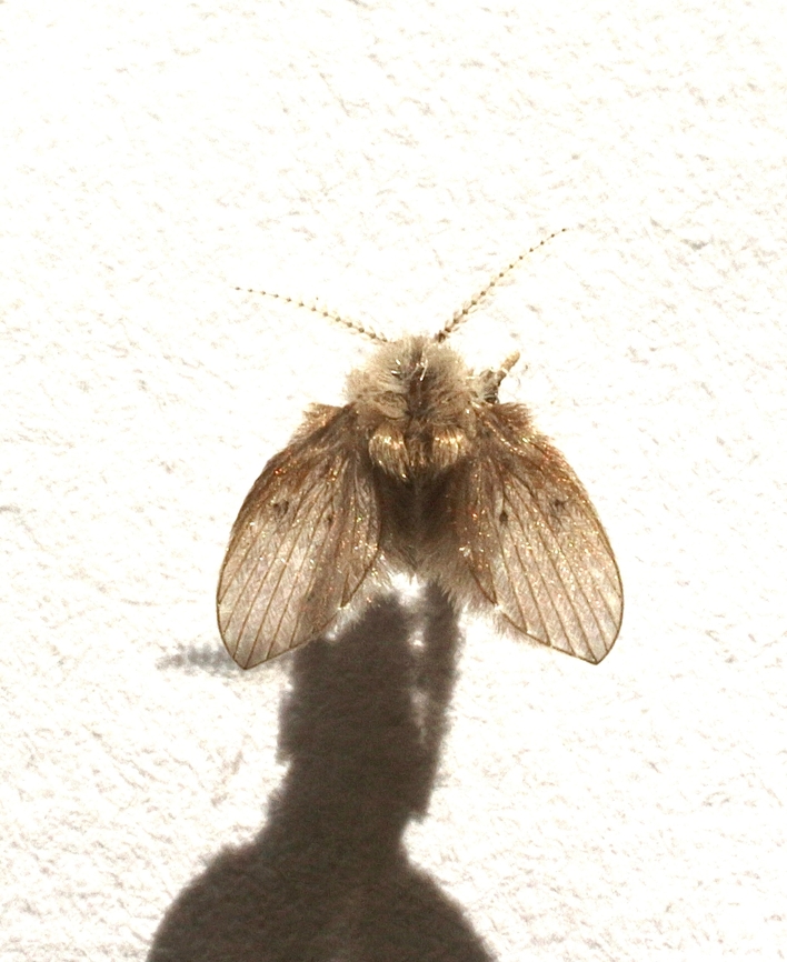 Bathroom Moth Fly - Clogmia albipunctata Found in a McDonald&rsquo;s toilet.<br />
The fly is no more then 3 mm. Australia,Bathroom Moth Fly,Clogmia albipunctata,Clogmia ew,Eamw moth,Geotagged,Spring