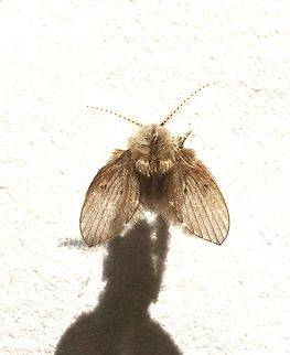 Bathroom Moth Fly - Clogmia albipunctata Found in a McDonald’s toilet.
The fly is no more then 3 mm. Australia,Bathroom Moth Fly,Clogmia albipunctata,Clogmia ew,Eamw moth,Geotagged,Spring