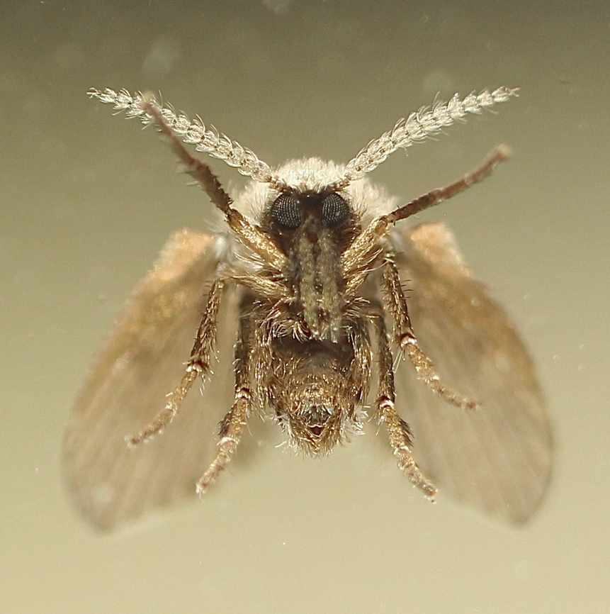 Front view of bathroom moth fly -  Clogmia albipunctata Little monster Australia,Bathroom Moth Fly,Clogmia albipunctata,Clogmia ew,Eamw moth,Geotagged,Noarlunga SA,Spring