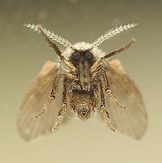 Front view of bathroom moth fly -  Clogmia albipunctata Little monster Australia,Bathroom Moth Fly,Clogmia albipunctata,Clogmia ew,Eamw moth,Geotagged,Noarlunga SA,Spring