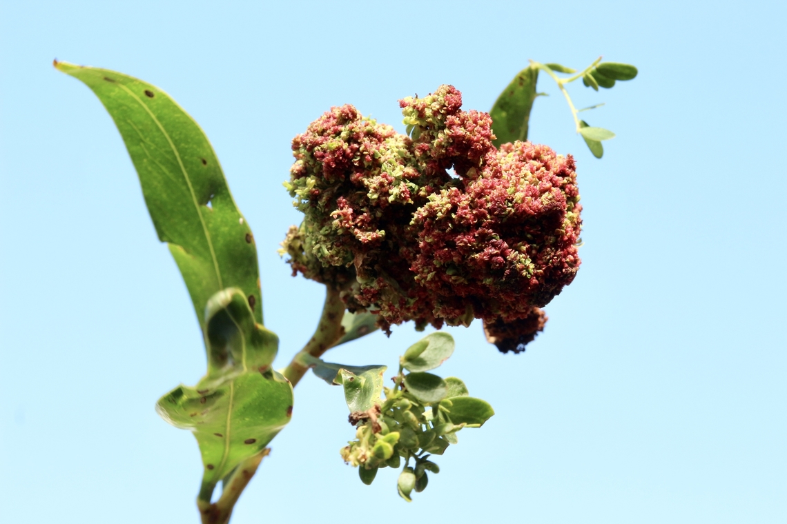 Golden wattle - Acacia longifolia Unusual growth on tip of branches. Flowering time is long past and I can&rsquo;t see it being a cluster of flowers Acacia longifolia,Golden Wattle Eamw plant deformities