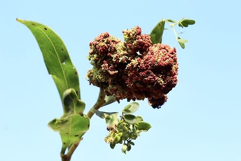Golden wattle - Acacia longifolia Unusual growth on tip of branches. Flowering time is long past and I can’t see it being a cluster of flowers Acacia longifolia,Golden Wattle Eamw plant deformities
