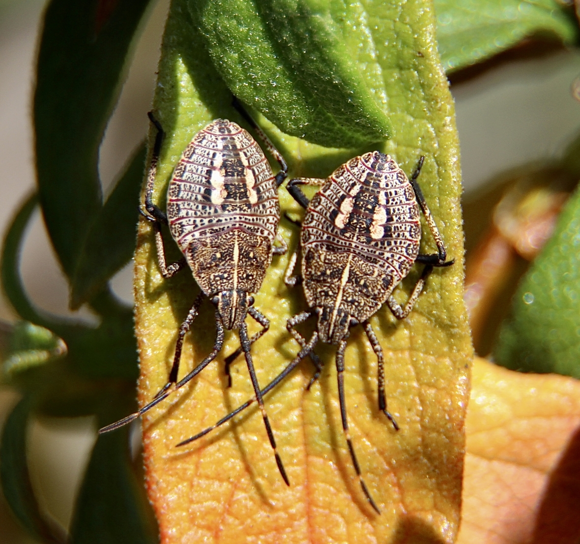 Gum tree shield bugs - genus Poecilometis ( final instar)  Eamw shield bugs,Geotagged,Gum tree shield bug,Poecilometis strigatus,Winter