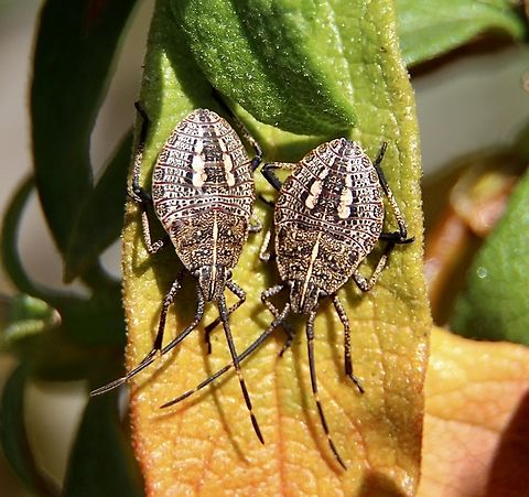 Gum tree shield bugs - genus Poecilometis ( final instar)  Eamw shield bugs,Geotagged,Gum tree shield bug,Poecilometis strigatus,Winter