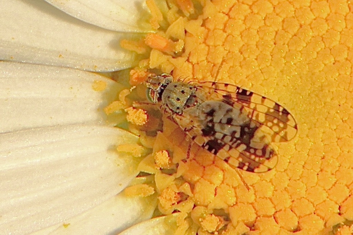 Australian fruit fly- Austrotephritis fuscata  Australia,Austrotephritis fuscata,Geotagged,Winter,eamw flies