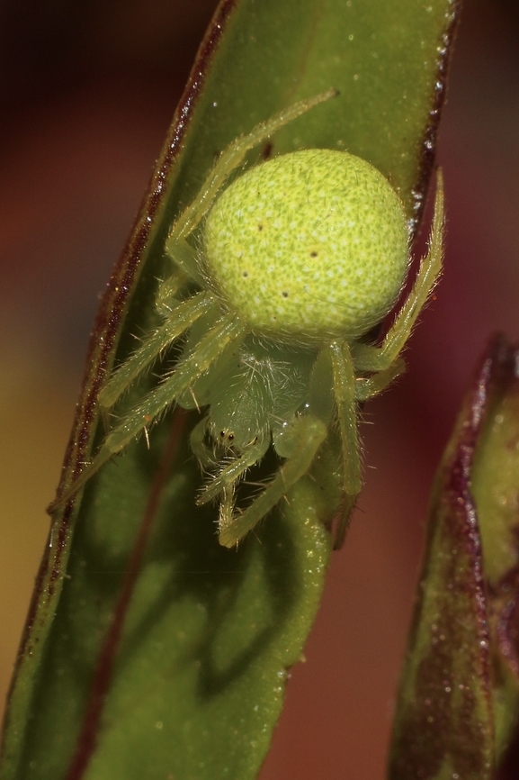 Araneus circulissparsus  Araneus circulissparsus,Australia,Eamw spiders,Eamw spiders Orbweavers,Geotagged,Spring