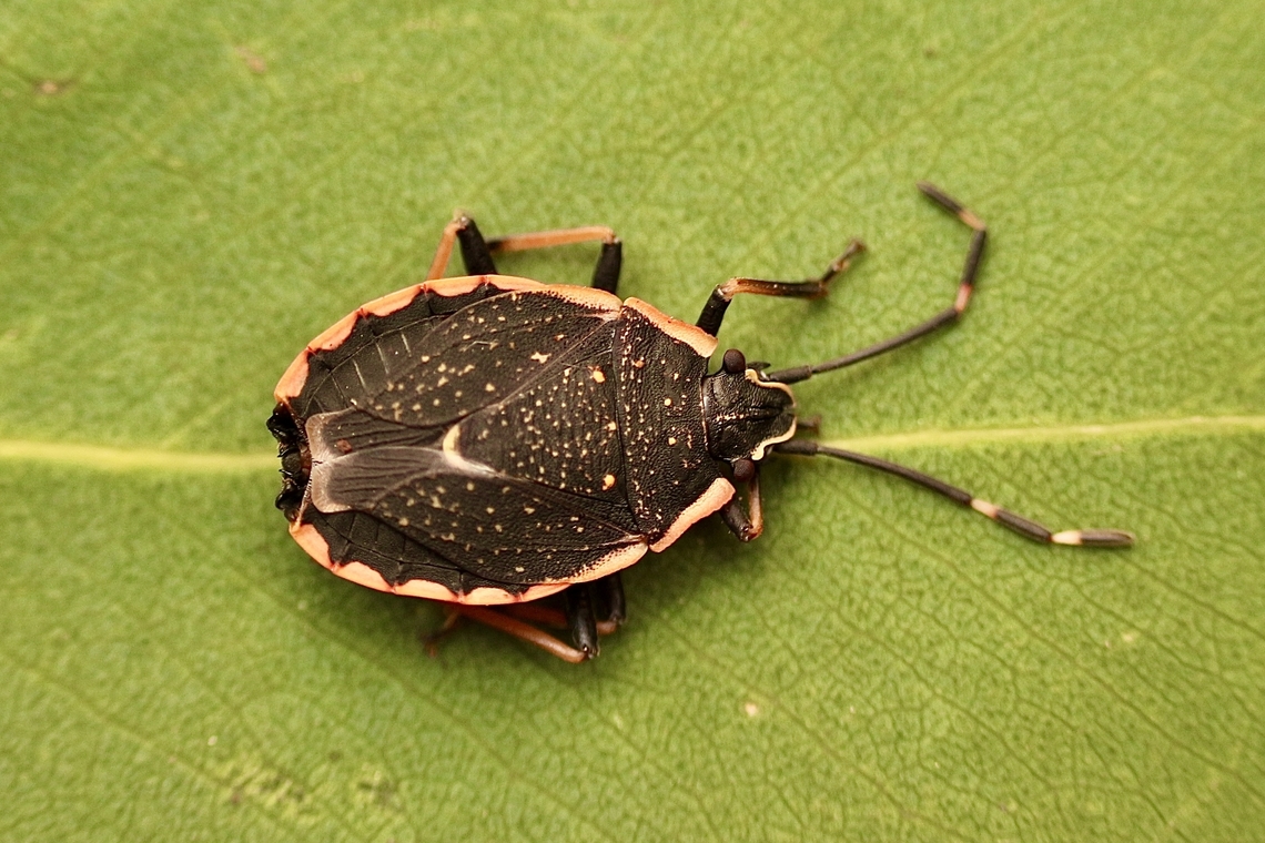 Pink margined bug - Diemenia rubromarginata  Australia,Diemenia rubromarginata,Geotagged,Pink margined bug,Spring,Springeamw plant bugs