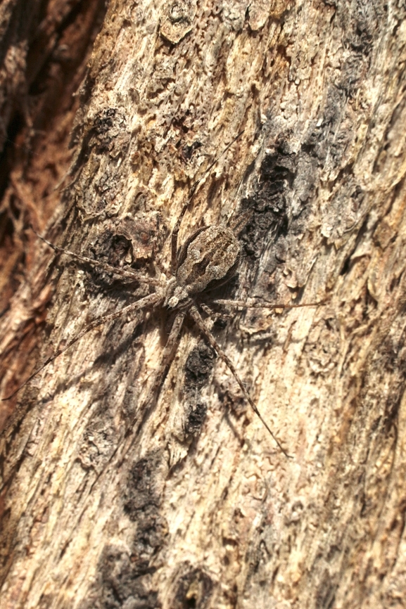 Fickert's Two-tailed Spider - Tamopsis fickerti Exceptional camouflage  Australia,Eamw spiders,Geotagged,Spring,Tamopsis fickerti,Two-tailed spider