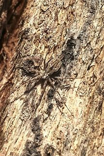 Fickert's Two-tailed Spider - Tamopsis fickerti Exceptional camouflage Australia,Eamw spiders,Geotagged,Spring,Tamopsis fickerti,Two-tailed spider