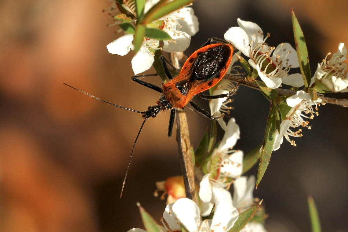 Orange Assassin Bug - Gminatus australis  Australia,Eamw assassin bugs,Geotagged,Gminatus australis,Orange Assassin Bug,Spring