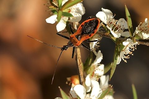 Orange Assassin Bug - Gminatus australis  Australia,Eamw assassin bugs,Geotagged,Gminatus australis,Orange Assassin Bug,Spring