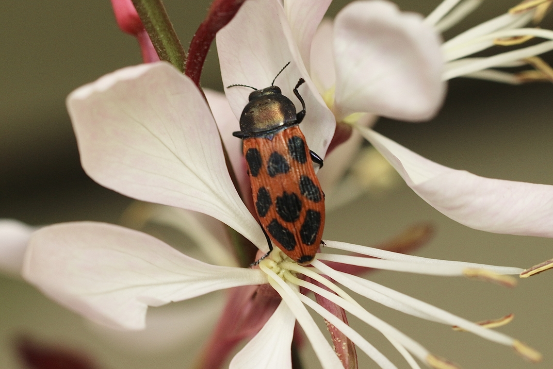 Castiarina octomaculata  Australia,Castiarina octomaculata,Eamw beetles,Geotagged,Spring,eamw jewel beetles