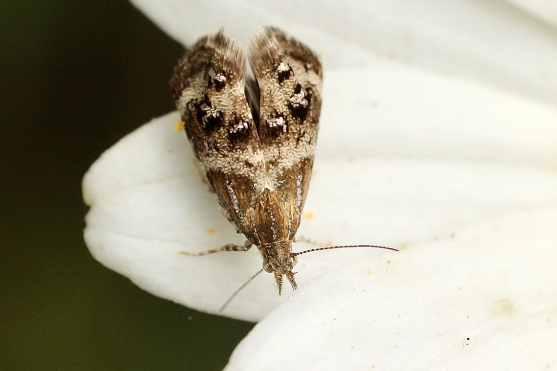 Small Thistle Moth - Tebenna micalis A very minute moth found on daisies in a domestic garden.<br />
It is similar in appearance to the Nearctic Tebenna gnaphaliella Australia,Eamw moth,Everlasting tebenna moth,Geotagged,Spring,Tebenna ew,Tebenna micalis,Vagrant Twitcher