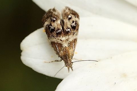 Small Thistle Moth - Tebenna micalis A very minute moth found on daisies in a domestic garden.
It is similar in appearance to the Nearctic Tebenna gnaphaliella Australia,Eamw moth,Everlasting tebenna moth,Geotagged,Spring,Tebenna ew,Tebenna micalis,Vagrant Twitcher