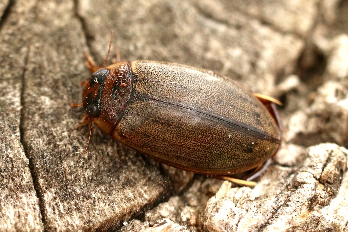 Fresh water diving beetle - Rhantus suturalis Attracted to us light , nearest fresh water source about 600 m away. Australia,Cosmopolitan Diving Beetle,Eamw beetles,Encounter Bay SA,Geotagged,Rhantus suturalis,Spring