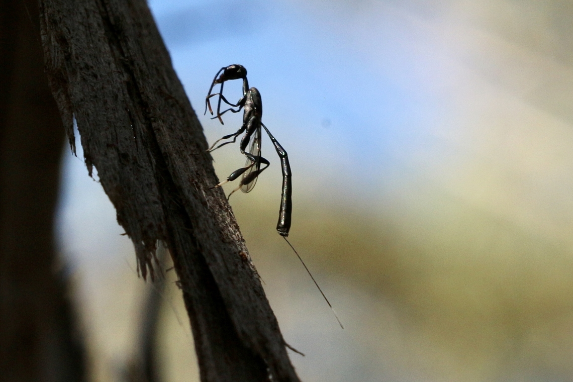 Genus - Gasteruption To high up a tree to get better exposure. Australia,Geotagged,Spring,eamw wasps