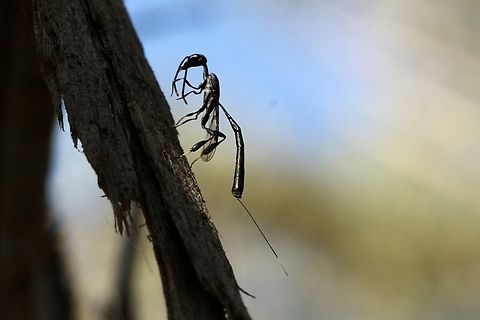 Genus - Gasteruption To high up a tree to get better exposure. Australia,Geotagged,Spring,eamw wasps