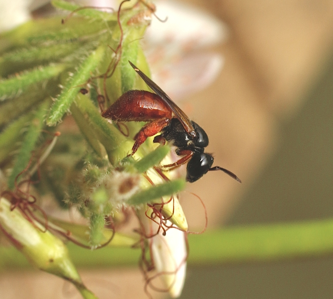 Reed Bee - Exoneura bicolor A very small bee ,approximately 5 mm. Australia,Exoneura bicolor,Geotagged,Reed Bee,Spring,eamw bees