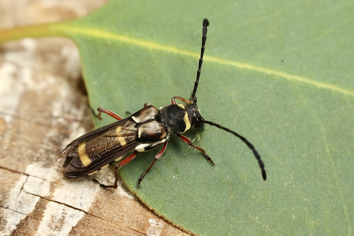 Wasp-Like Longicorn Beetle -  Hesthesis plorator This very interesting beetle superficially resembles a large wasp of the hornet type. This is because of its colour and its very short wing cases, which expose the membraneous flying wings. These beetles of the family Cerambycidae are found mostly in southern Australia, frequenting flowers of native shrubs, especially tea-tree. Larvae are timber borers. <br />
<a href="https://www.anbg.gov.au/gardens/visiting/exploring/fauna/insects/beetles-ANBG.html" rel="nofollow">https://www.anbg.gov.au/gardens/visiting/exploring/fauna/insects/beetles-ANBG.html</a> Australia,Eamw beetles,Geotagged,Hesthesis plorator,Peters Creek SA.,Spring,eamw Long Horn beetle