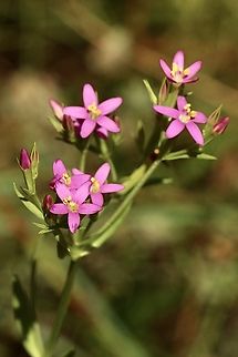 Slender Centauryn- Centaurium tenuiflorum  Australia,Centaurium tenuiflorum,Geotagged,Slender Centaury,Spring,eamw flora