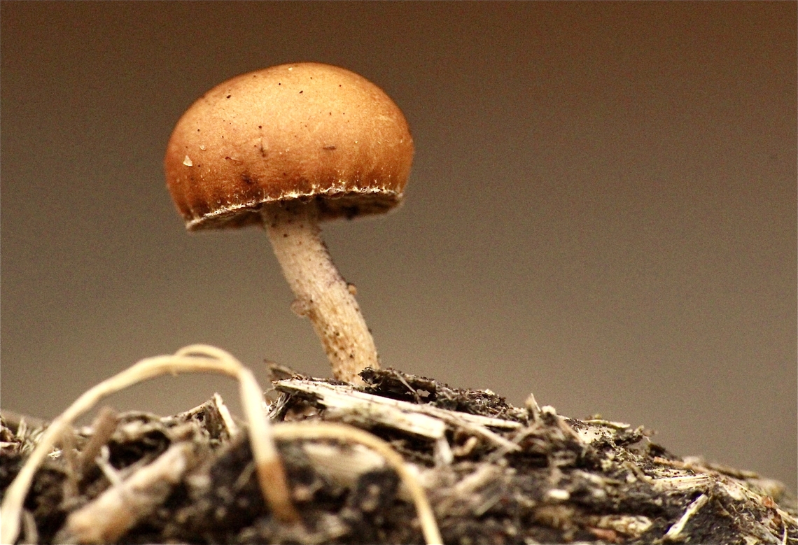 Dung-loving psilocybin - Deconica coprophila  Australia,Deconica coprophila,Eamw fungi,Geotagged