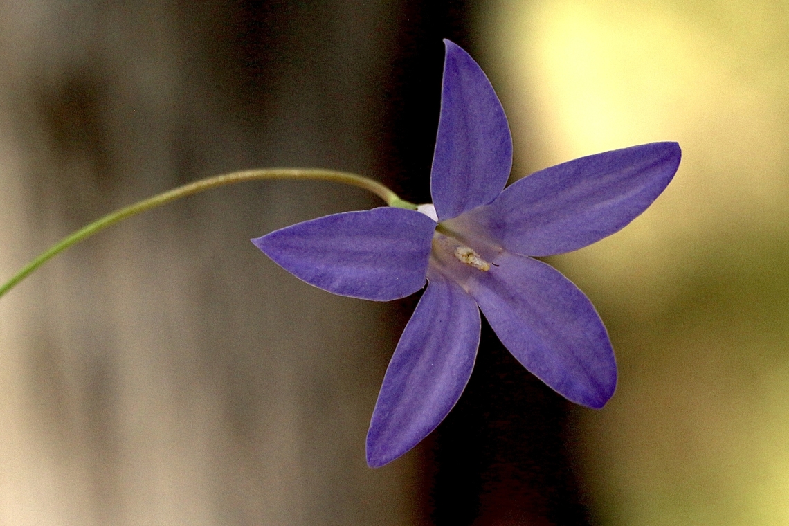 Wahlenbergia stricta  Australia,Eamw flora,Geotagged,Spring,Wahlenbergia stricta